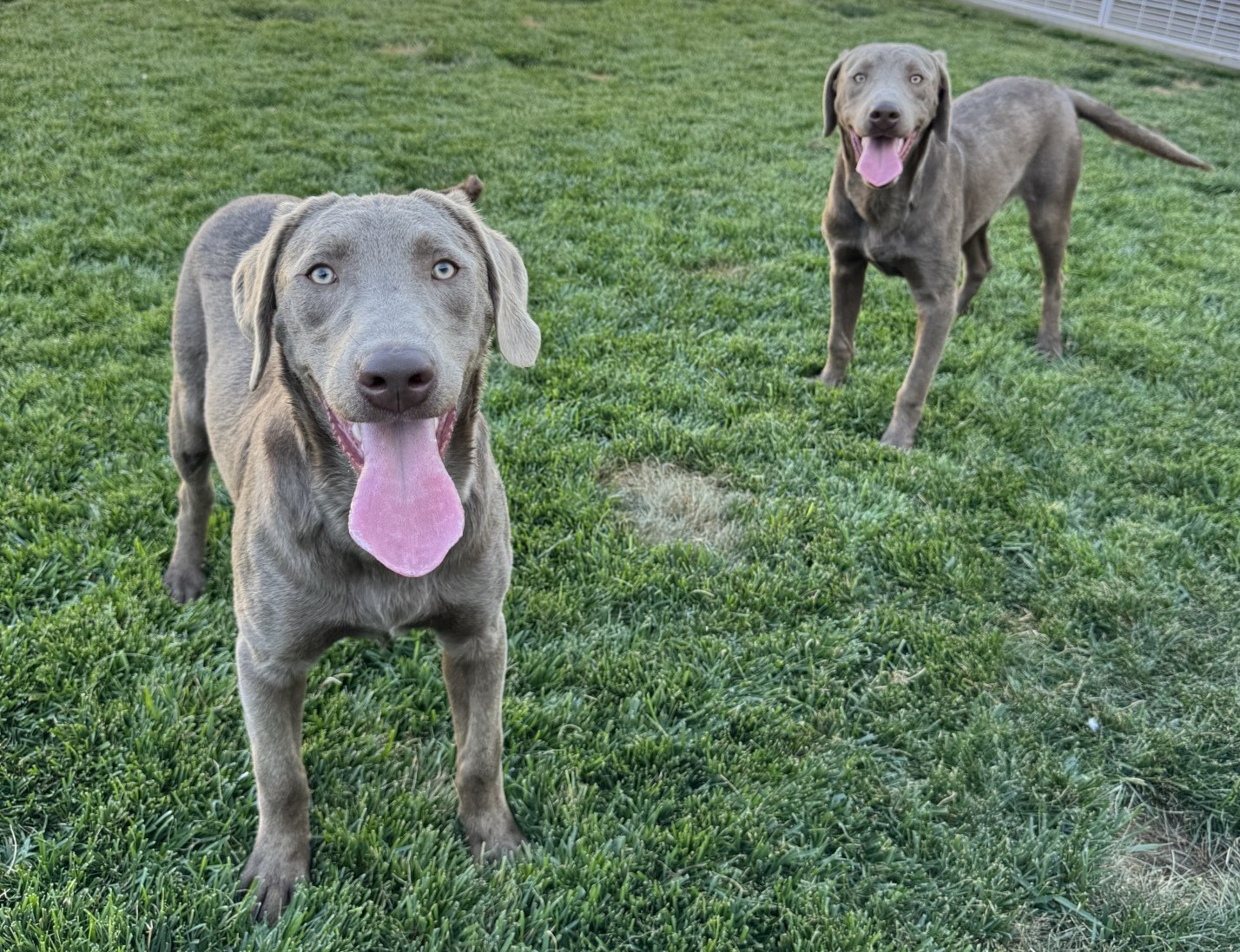 Xena Silver Boys 
